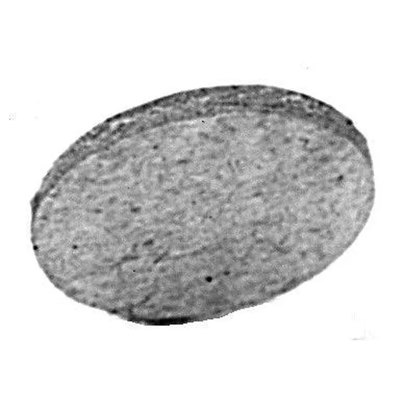 C.S. Osborne #30 Cardboard Wad 25Gr